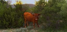 Five Glorious Acres in the Heart of Texas!