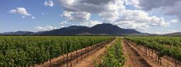 Fantastic Area for Fine Wines in Arizona - Move Over California!