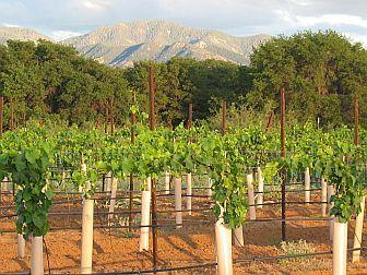 Fantastic Area for Fine Wines in Arizona - Move Over California!