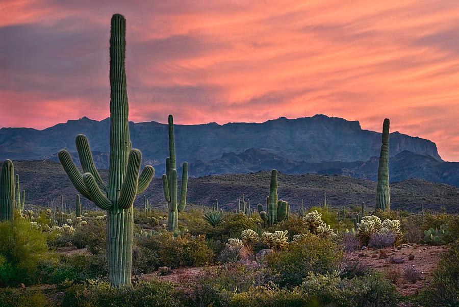 Four Adjacent Lots in Arizona!