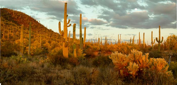 Indescribable Views in Navajo County, Arizona!
