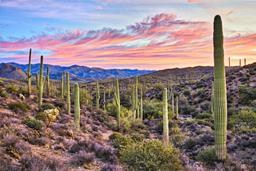 A Quiet Oasis at the Edge of Historic Downtown Willcox in Cochise County