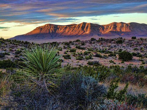 Immerse Yourself in Over 159 Spectacular West Texas Acres!  BIDDING IS PER ACRE!