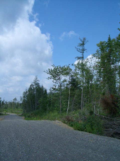 Build Your Dream Getaway on 18 Wooded Acres in Aroostook County, Maine!