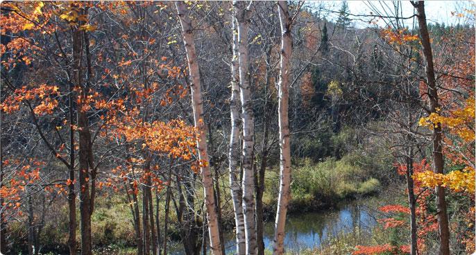 Beautiful Double Lot in Michigan's Upper Peninsula!