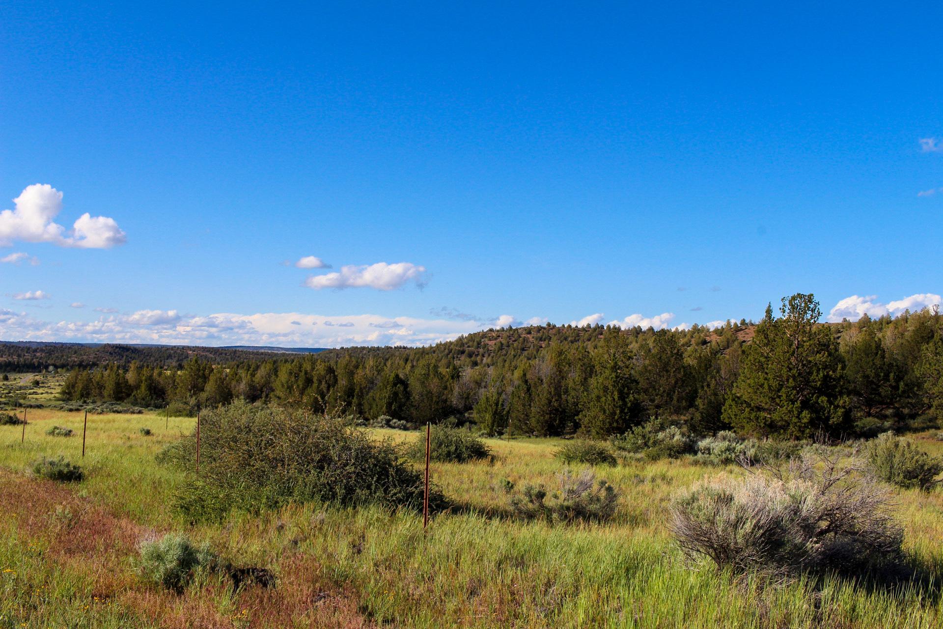 Escape the City on Nearly an Acre of Majestic Pines in Beautiful Modoc County, California!