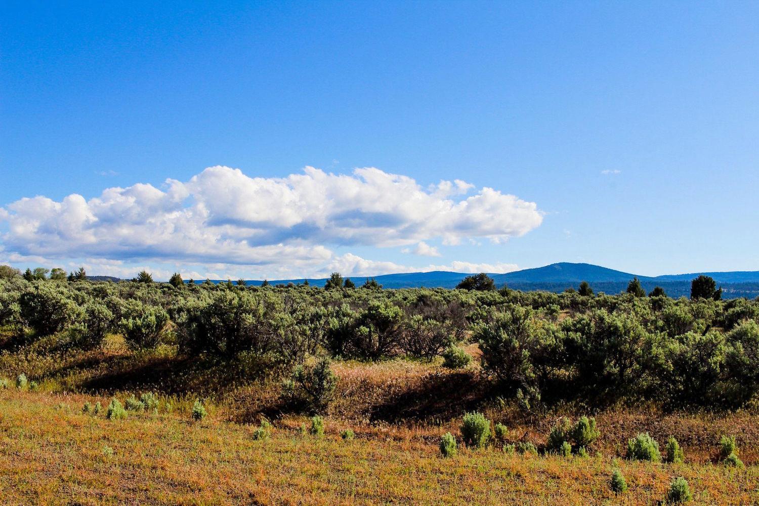 Don't Miss Your Chance for Your Very Own Northern California Acre!