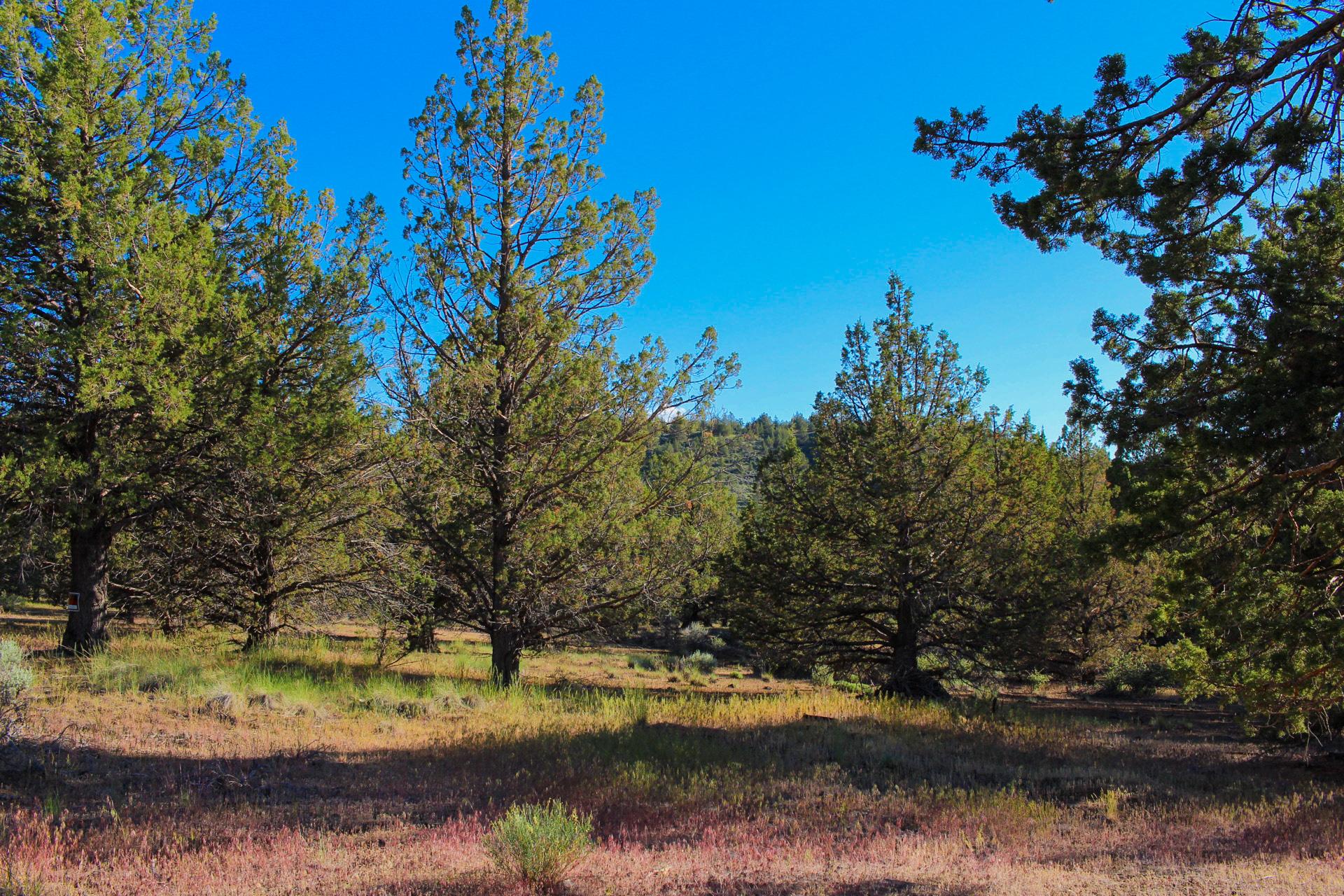 Camp or Build in this Pine Forest in Peaceful & Uncrowded California Pines, Modoc County, CA!