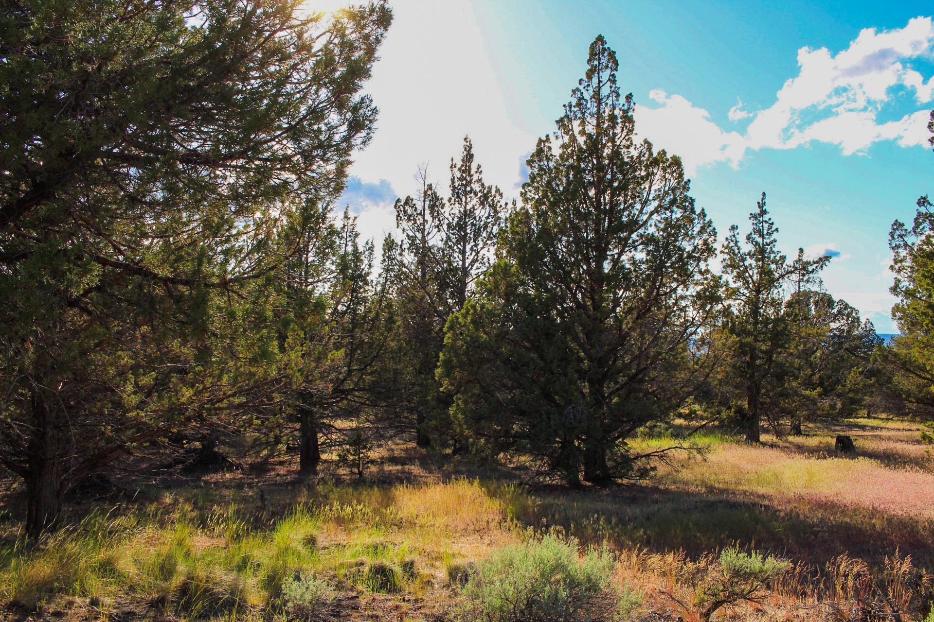 Camp or Build in this Pine Forest in Peaceful & Uncrowded California Pines, Modoc County, CA!