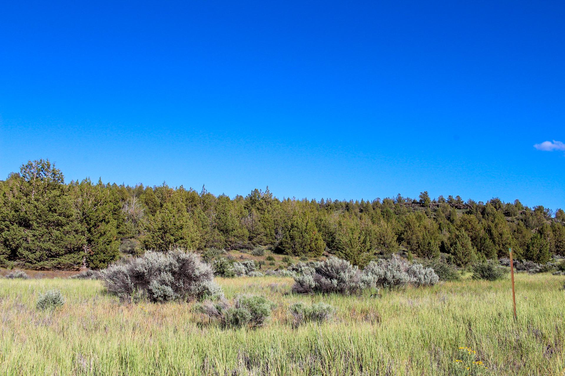 Escape the City on Nearly an Acre of Majestic Pines in Beautiful Modoc County, CA!