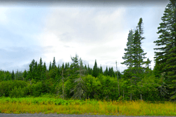 53.3 Acres with Road Frontage and Two Brooks in Maine!