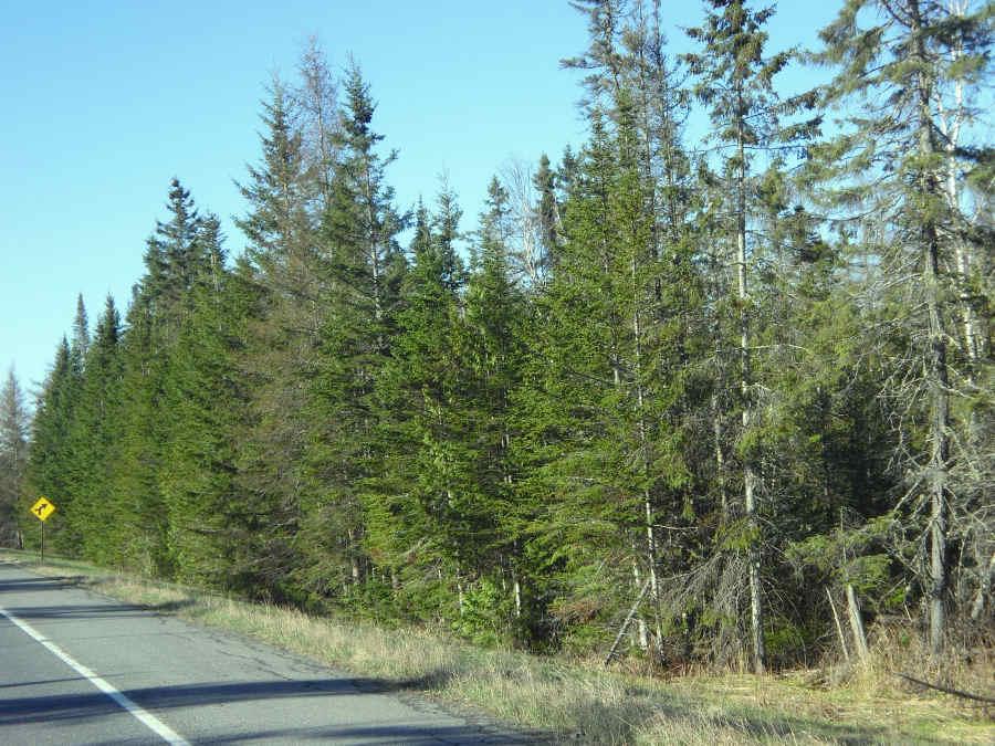 53 Acres with Road Frontage and Two Brooks in Maine!