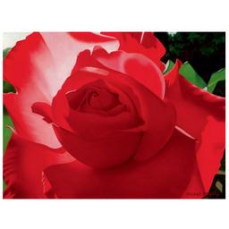 Brilliant Red Solo Rose