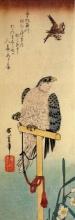 Hiroshig Tied Falcon Eying a Sparrow