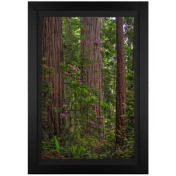 Redwoods by Jongas