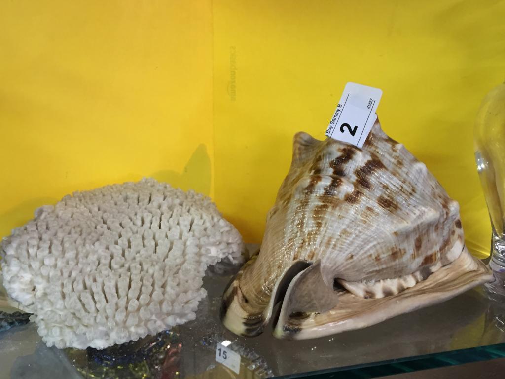 (2) Items, 1 Large Conch Shell  8" long, 1 Coral