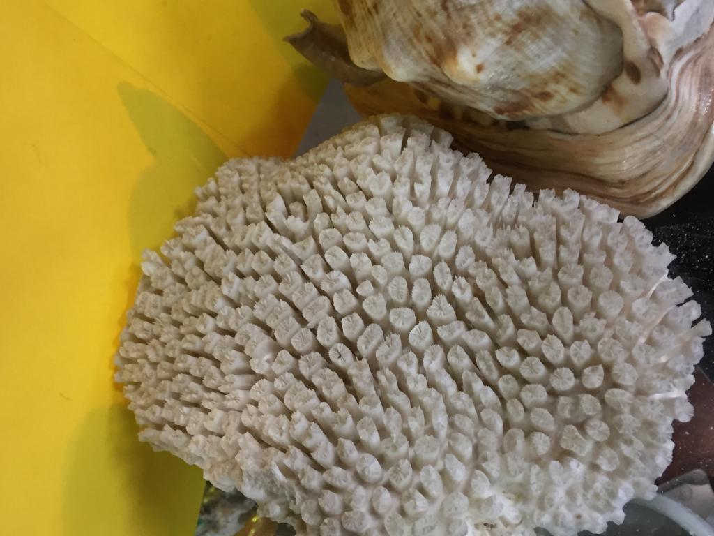 (2) Items, 1 Large Conch Shell  8" long, 1 Coral