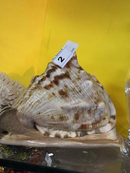 (2) Items, 1 Large Conch Shell  8" long, 1 Coral