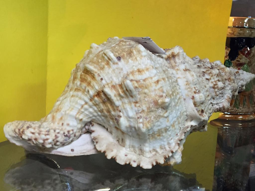 (2) Large Shell Conch  10" long