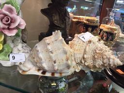 (2) Large Shell Conch  10" long