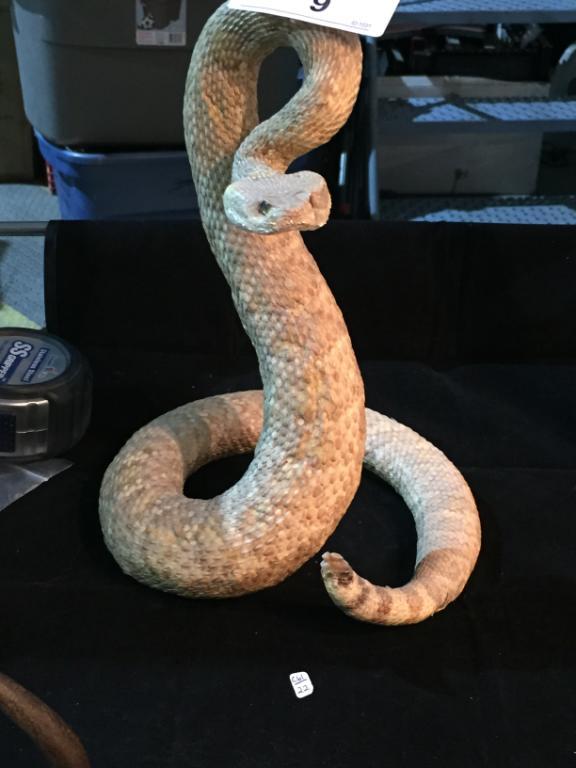 Rattle Snake 10 1/2" Tall