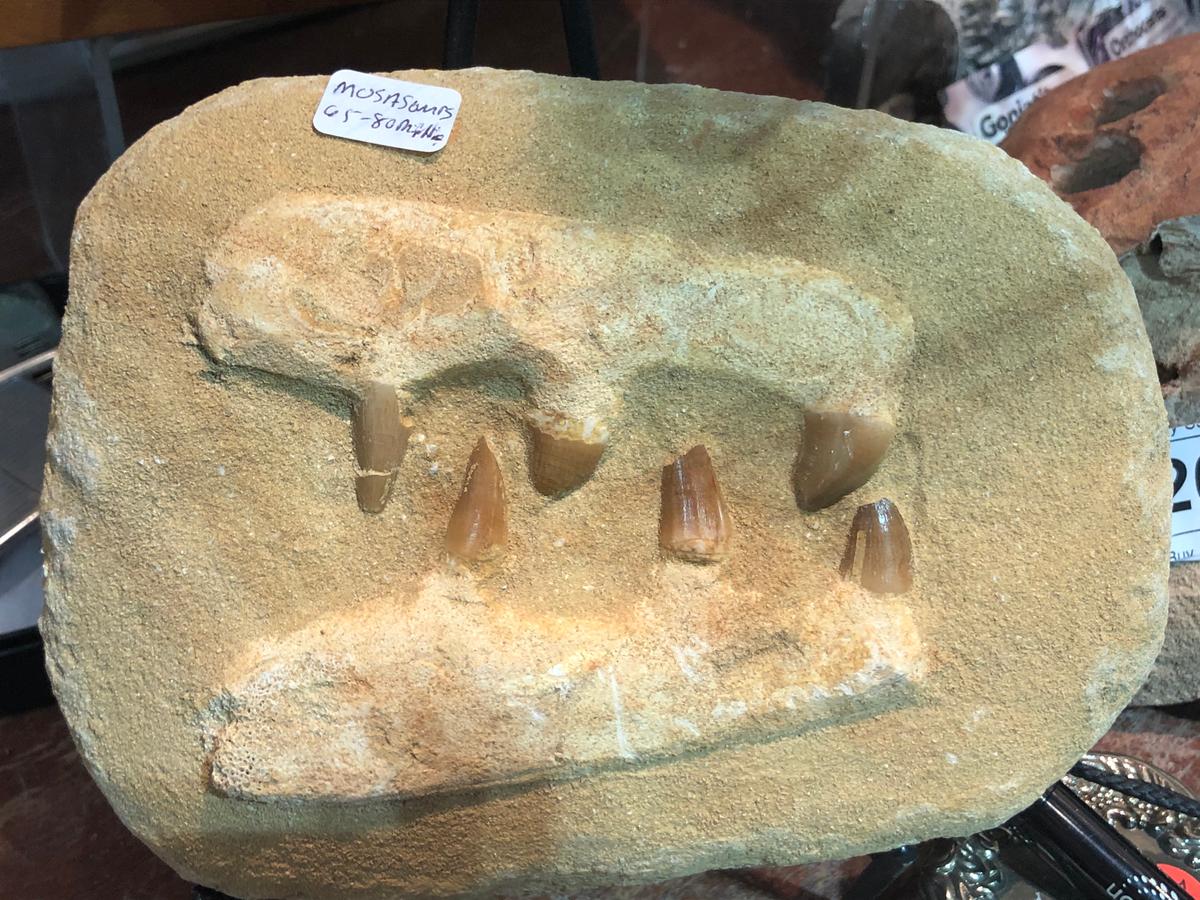 Mosasaur Fossil 65-80 Million Year Old Jaw & Teeth