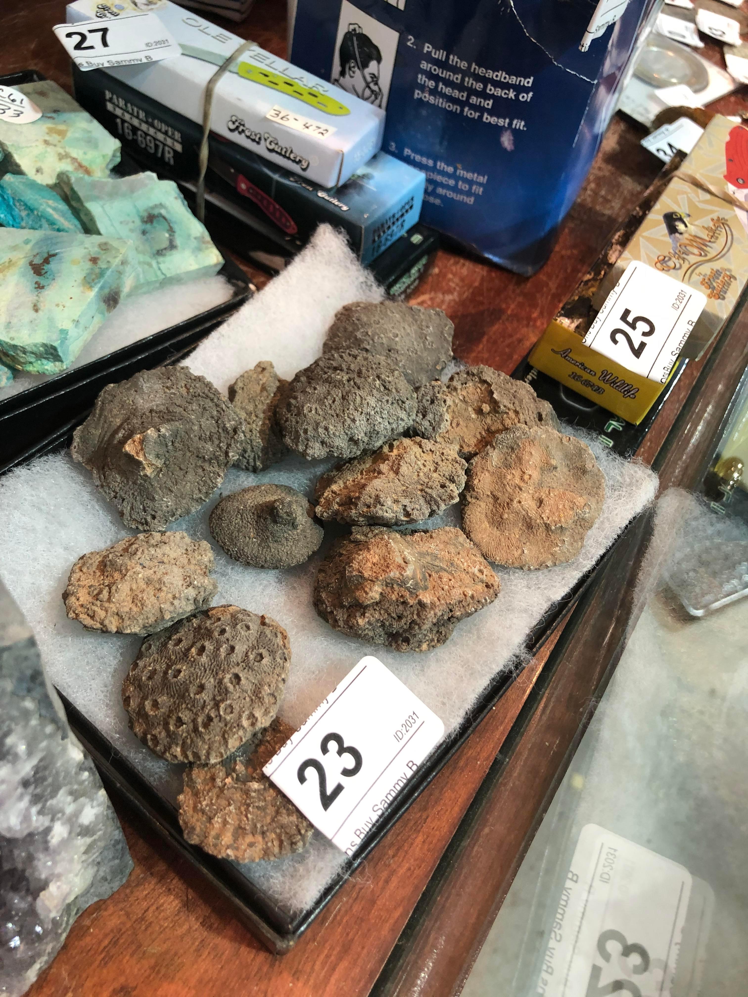 Small Tray of Ocean Fossils