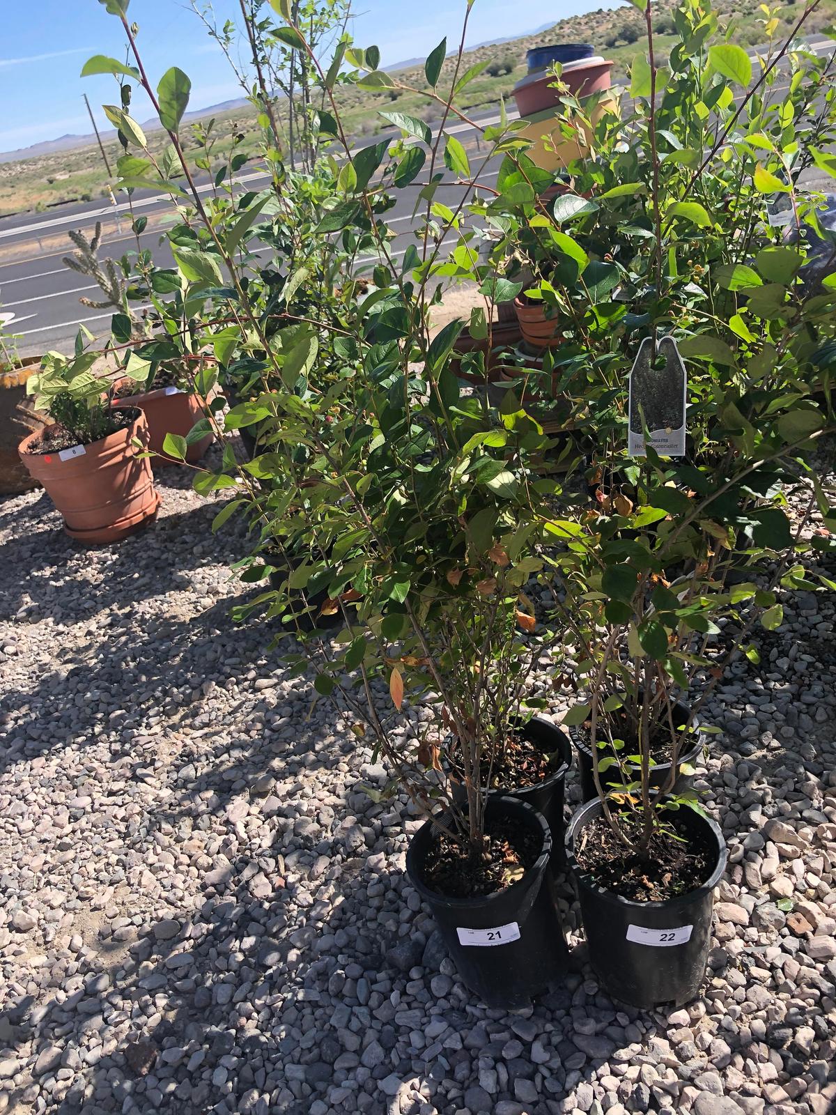 4 Hedge Cotoneaster