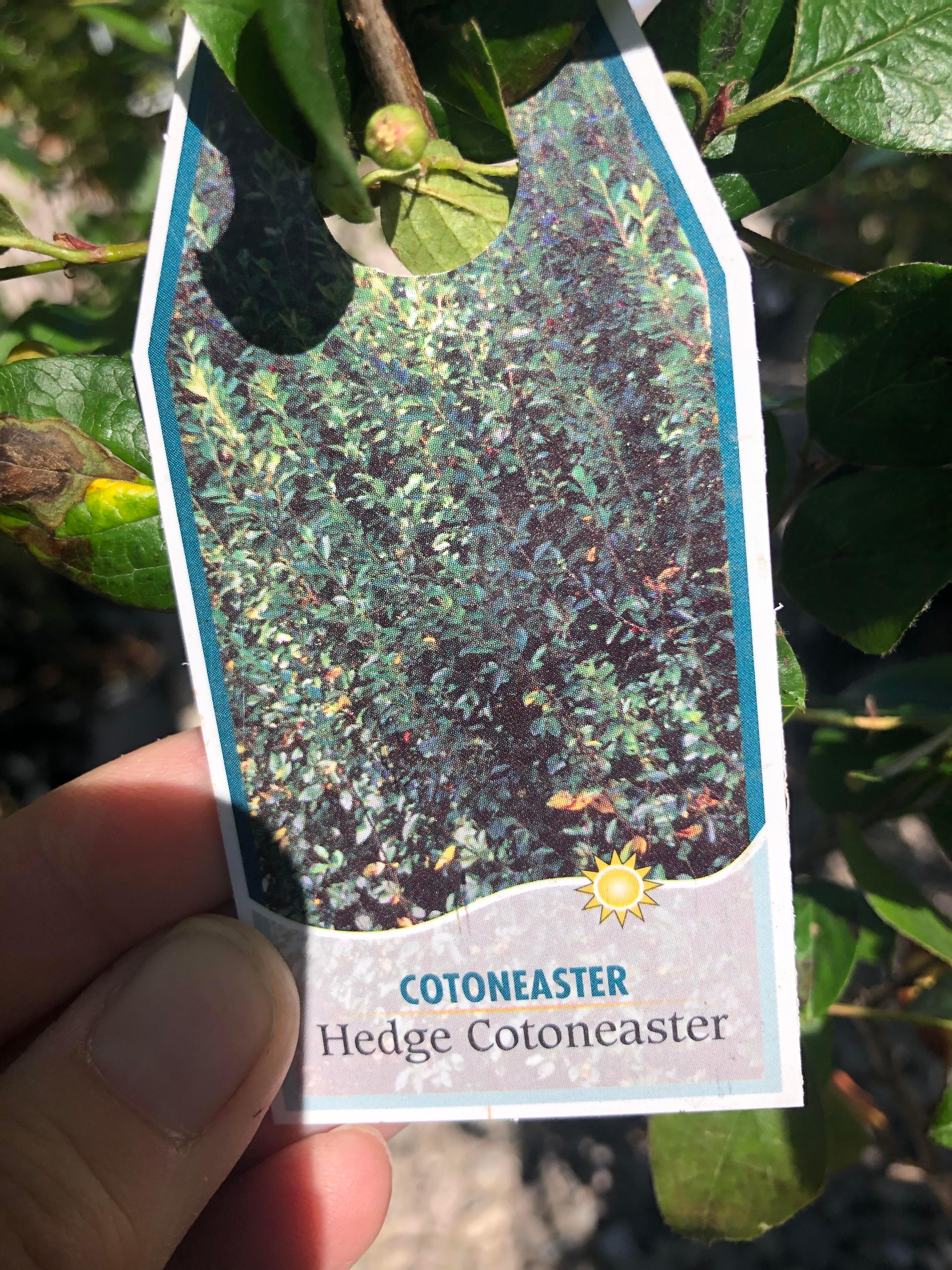 4 Hedge Cotoneaster