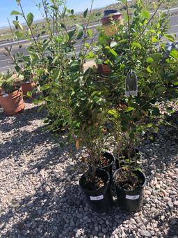 4 Hedge Cotoneaster