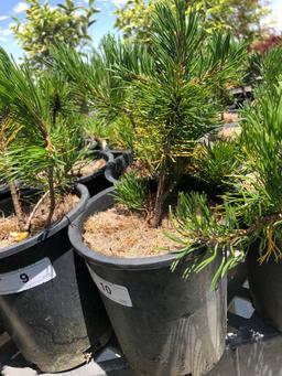 4 Mugo Pine 1 Gal