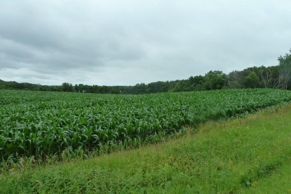 34+ Acres on Indian Lake - 110th St NW Maple Lake MN - Ends 8/9/19 at 7pm CST