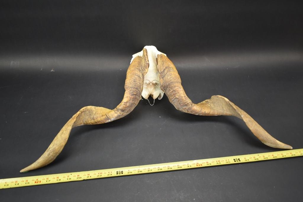 Big Horn Ram Skull