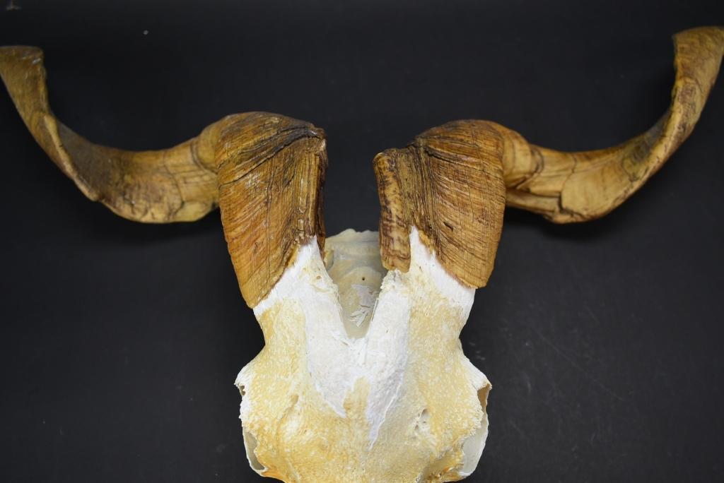 Big Horn Ram Skull
