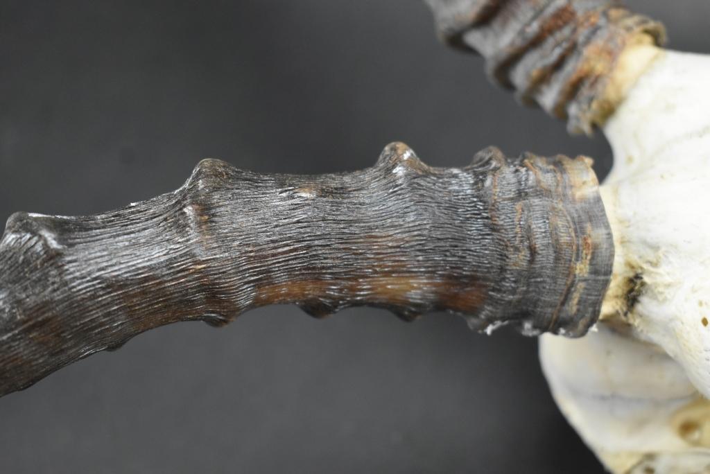 African Antelope Skull With Horns