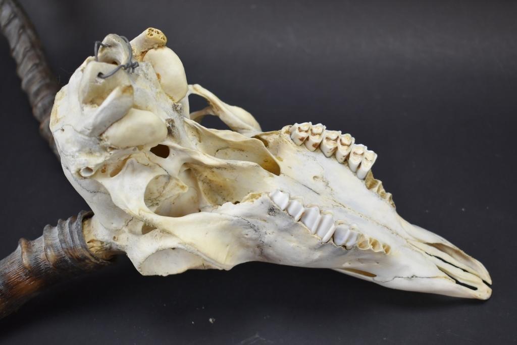 African Antelope Skull With Horns