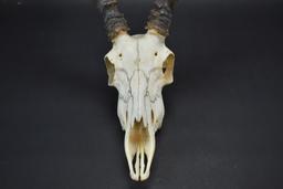 African Antelope Skull With Horns