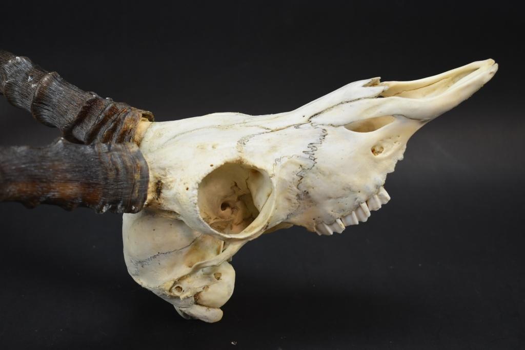 African Antelope Skull With Horns