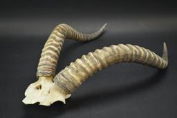 African Antelope Horns