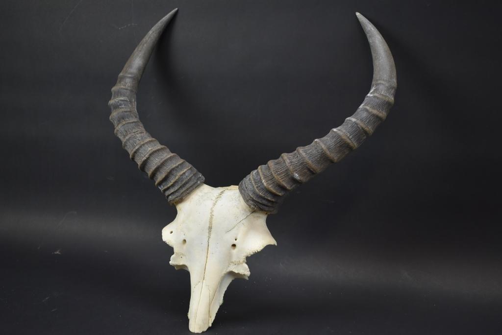 African Antelope Skull With Horns