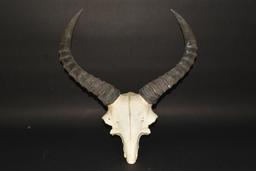African Antelope Skull With Horns