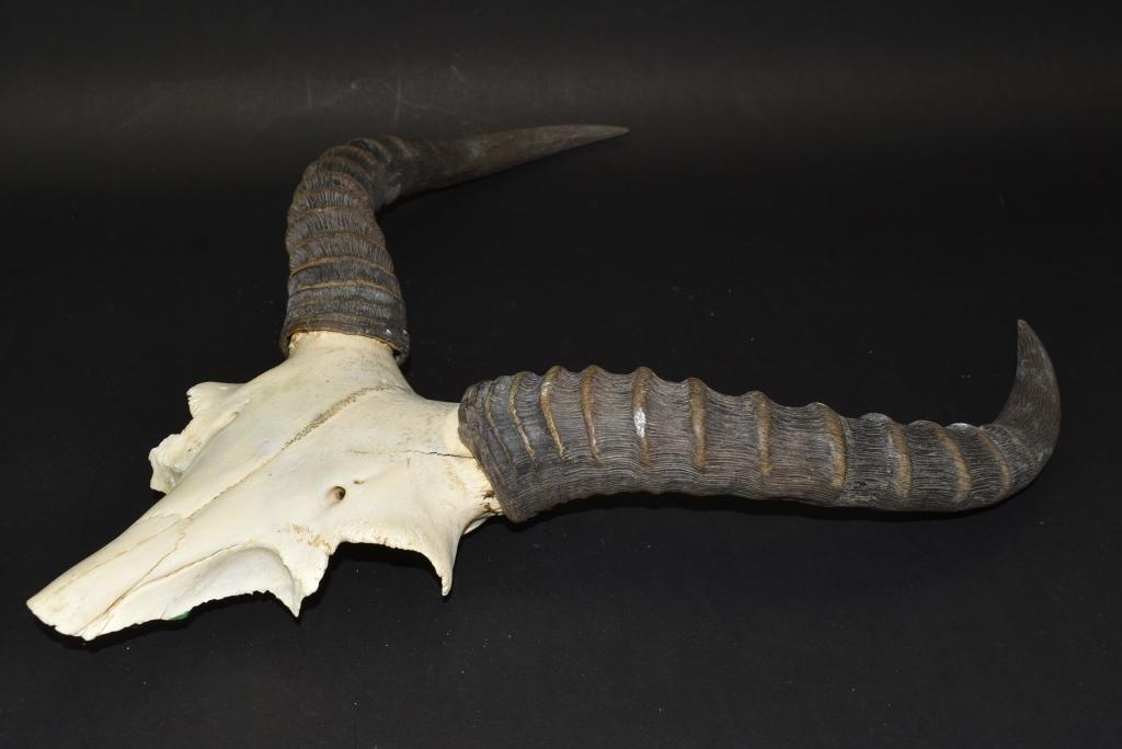 African Antelope Skull With Horns