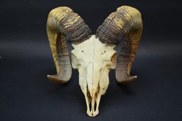 Big Horn Ram Skull With Horns