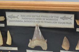 Fish And Reptile Fossils Shadowbox