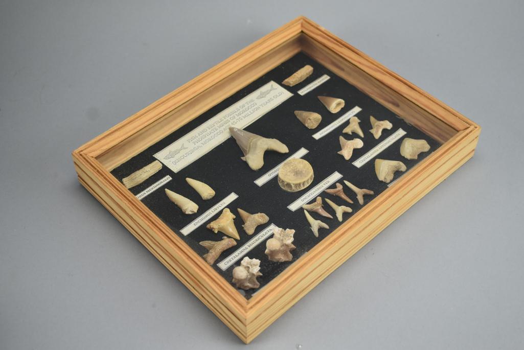 Fish And Reptile Fossils Shadowbox