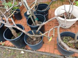 8 Large Plumeria Potted Plants