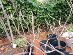 8 Large Plumeria Potted Plants