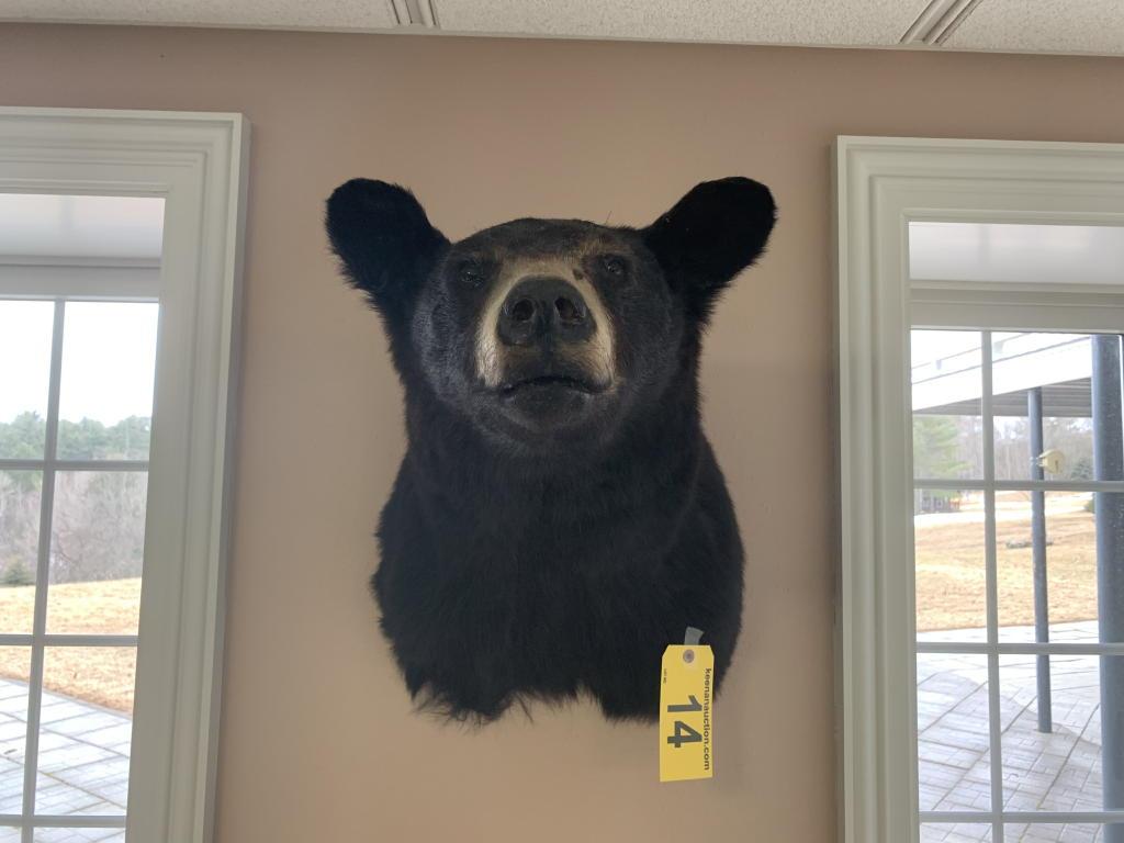 BEAR HEAD TAXIDERMY MOUNT