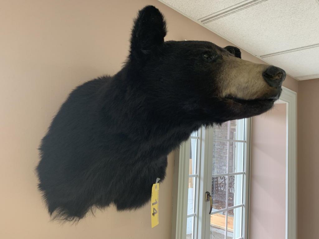 BEAR HEAD TAXIDERMY MOUNT