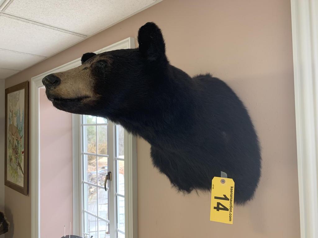 BEAR HEAD TAXIDERMY MOUNT